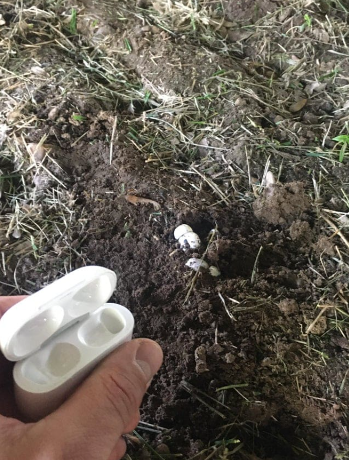 Stratené slúchadlá v púzdre nájdené na špinavej zemi medzi trávou, človek ich drží v ruke.