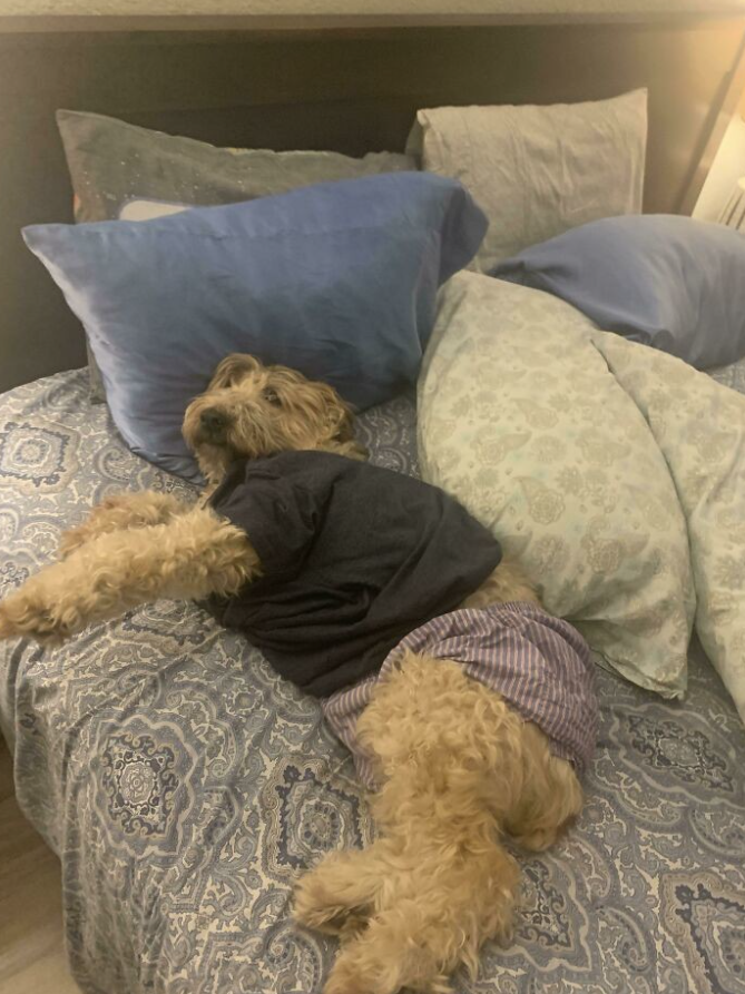 Pes v pyžame leží uvoľnene na posteli plnej mäkkých vankúšov.