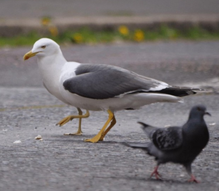 Dve vtáky na ulici: čajka a holub kráčajú po asfalte, obaja hľadajú potravu na zemi.