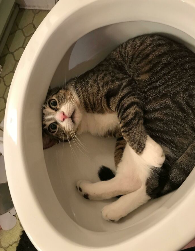 Mačka pohodlne ležiaca v umývadle, prekvapený výraz na tvári.