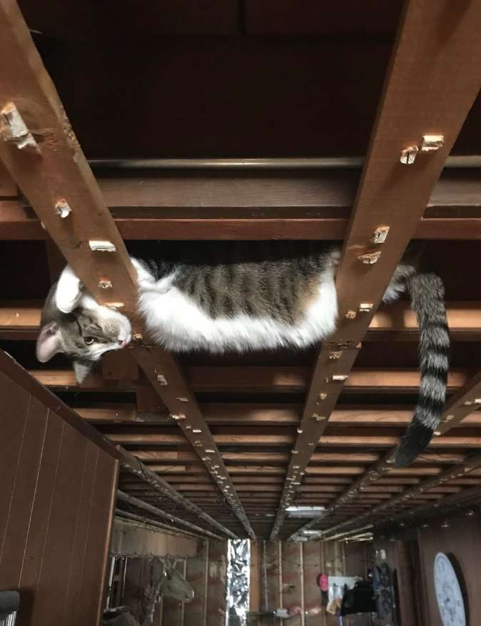 Mačka leží v medzere medzi drevenými trámami na strope, hravo sleduje okolie.