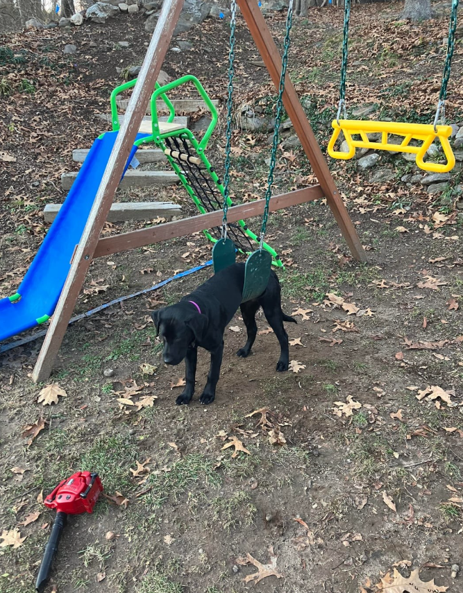 Čierny pes pod hojdačkou na detskom ihrisku vedľa šmýkačky, jesenné lístie na zemi.