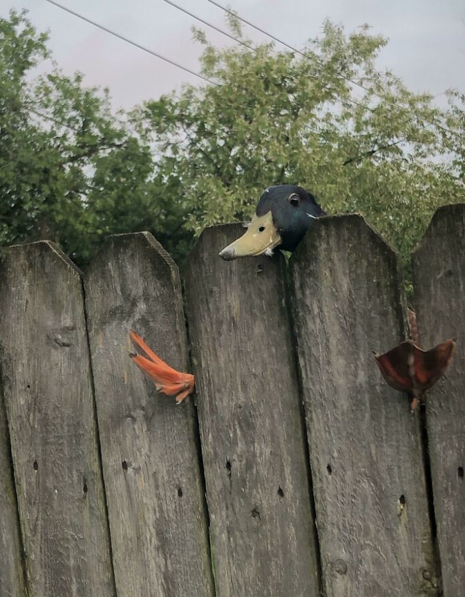 Kačka vykukuje ponad drevený plot v záhrade, zvedavo sleduje okolie.
