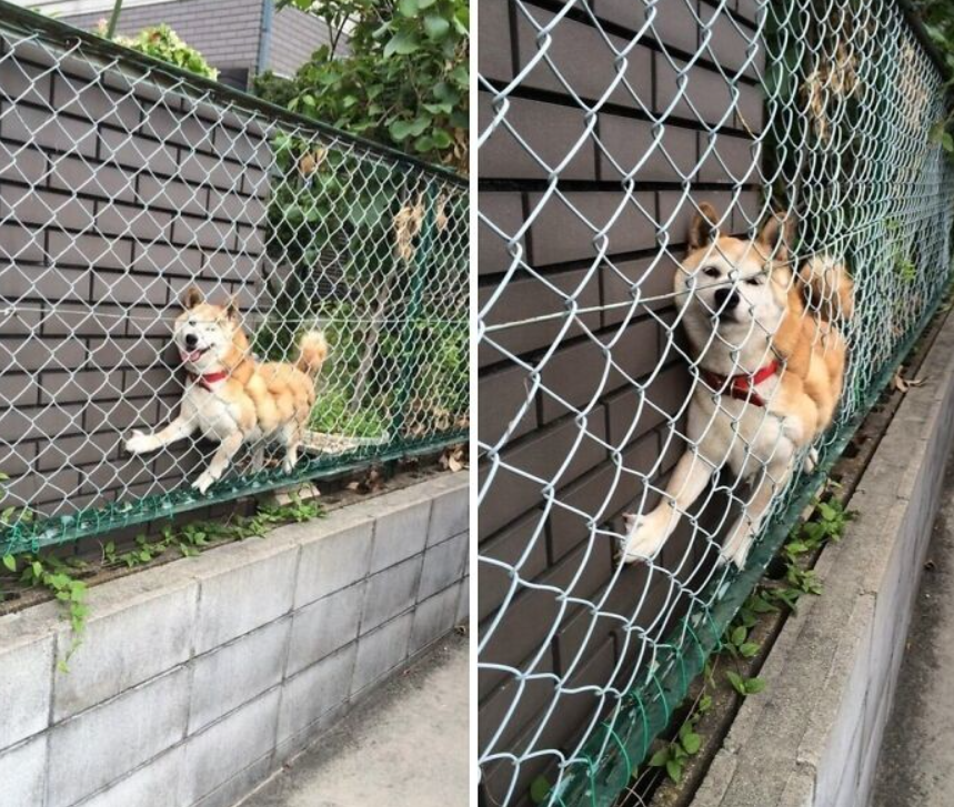 Pes uviaznutý v pletive plota, humorne natiahnutý, pokúša sa prejsť cez úzku medzeru.