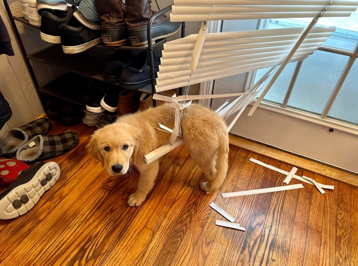 Šteniatko zamotané v žalúziách pri dverách, obklopené topánkami a papučami na drevenej podlahe.