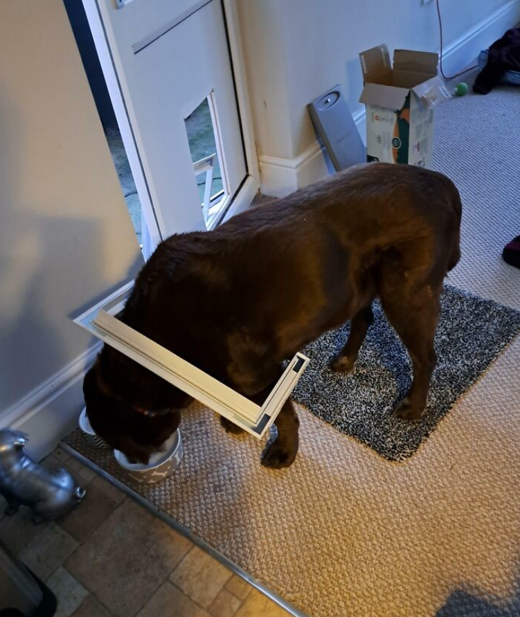 Pes s hlavou uviaznutou v dvierkach pre zvieratá, pri miske na jedlo v predsieni domu.