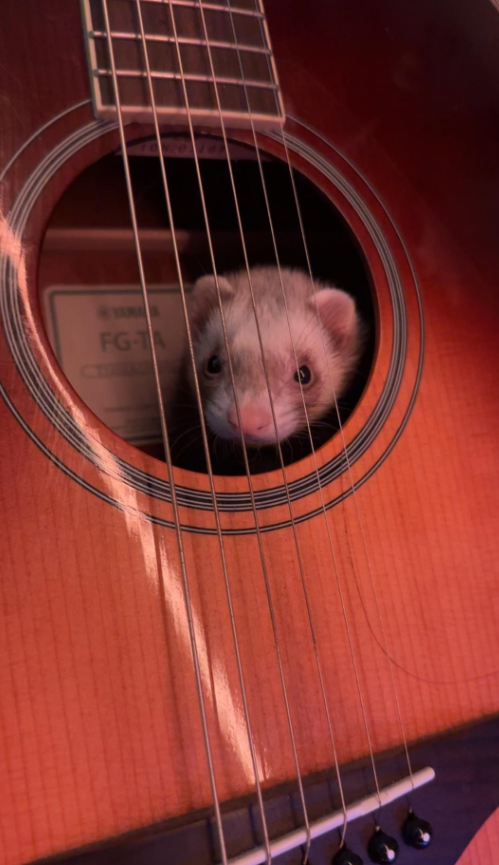 Fretka vykukujúca z vnútra akustickej gitary.