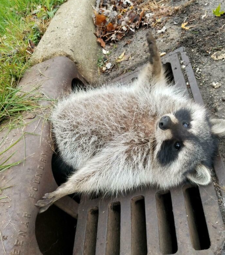 Mýval uviazol v kanalizácii a pozerá do objektívu, s jednou labkou vo vzduchu, obklopený trávou a lístím.