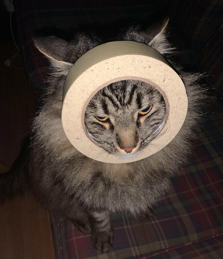 Mačka s páskou okolo krku, vyzerá zábavne, sediaca na károvanej deke.