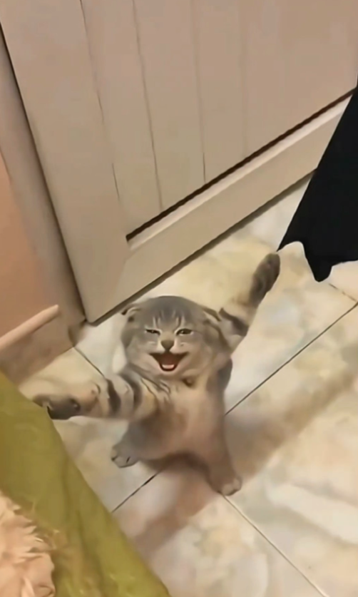 Malé mačiatko stojí na zadných labkách s roztiahnutými prednými labkami v pohodlnom domácom prostredí.