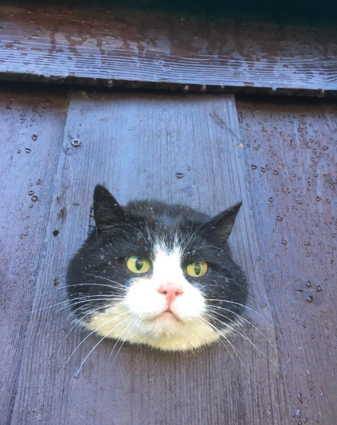 Mačka s hlavou cez dieru v drevenej stene, mokrá doska po daždi.