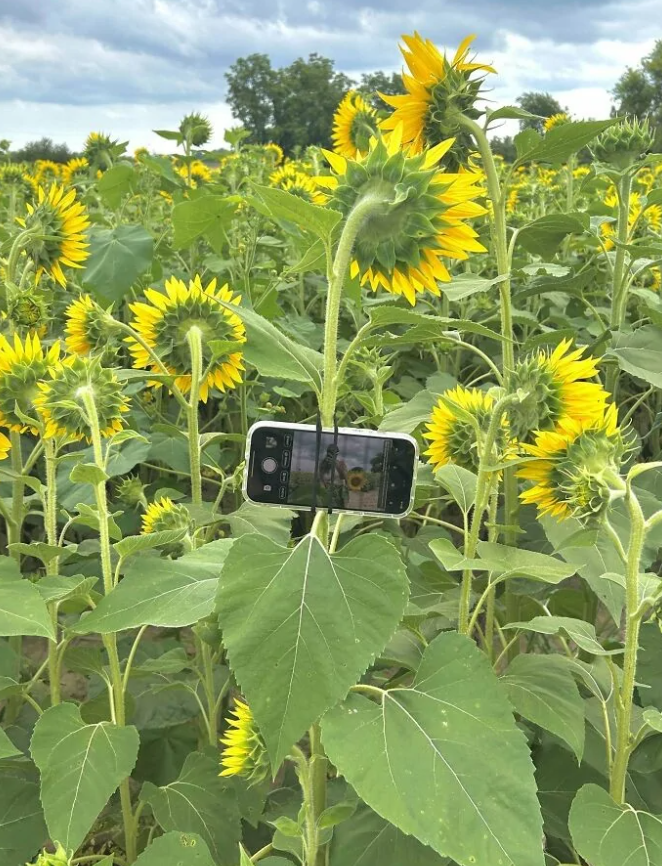 Telefon pripevnený na slnečnicu sníma pole plné ďalších slnečníc pod oblačnou oblohou.