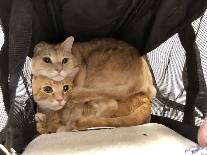 Dve mačky v prepravke, tulivo sa objímajú pre pocit bezpečia a pohodlia.