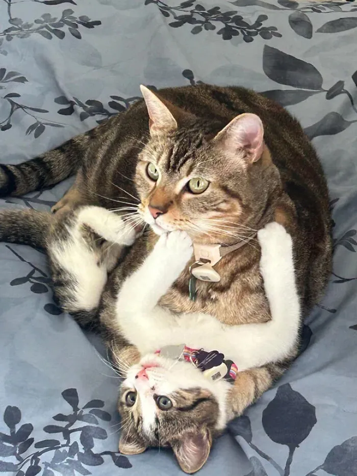 Dve mačky ležiace na deke, hrajúce sa vo veselej póze.