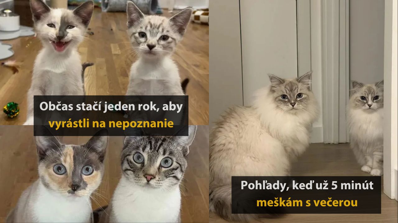 Mačiatka vyrástli na pôsobivé mačky za rok. Neprítomné pohľady, keď večera mešká.