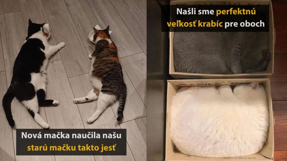 Dve mačky ležia pri misách; na druhej časti sú bezpečne uložené v krabiciach.