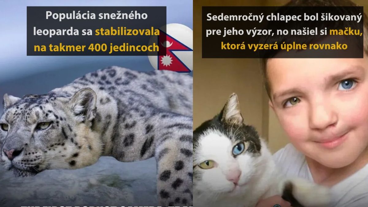 Snežný leopard a chlapec s mačkou, ktorá vyzerá ako on. Každý má svoje dvojča!