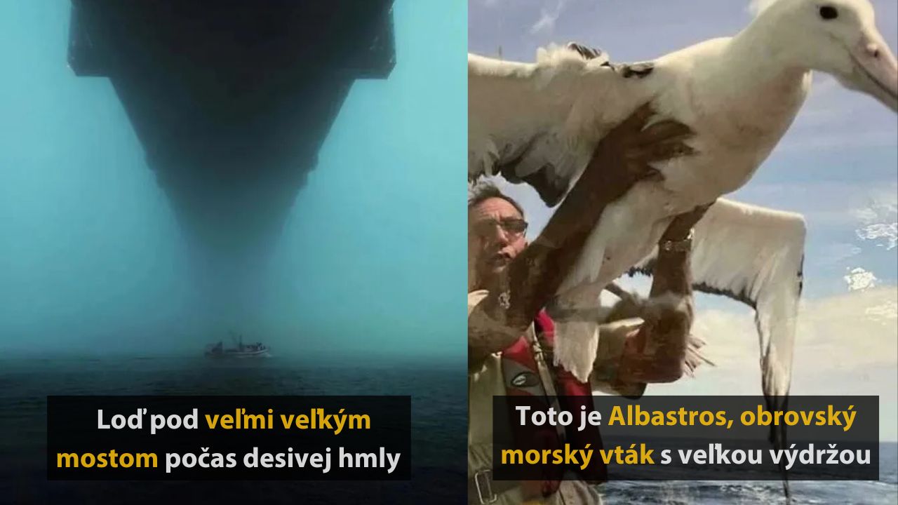 Loď pod obrovským mostom v hmle; muž drží albatrosa, veľký morský vták, na svetlom pozadí.