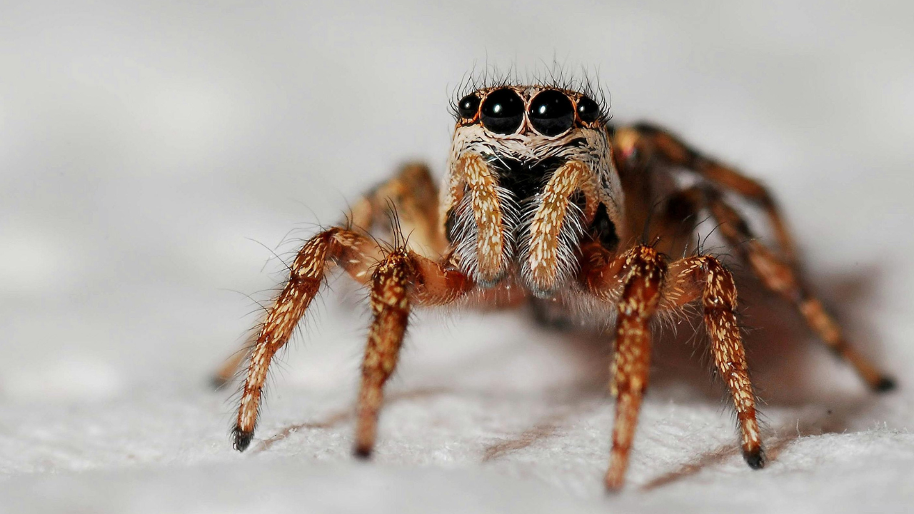 Viete ako vyzerá najväčšia pavučina na svete? Je domovom viac ako 110 000 pavúkov