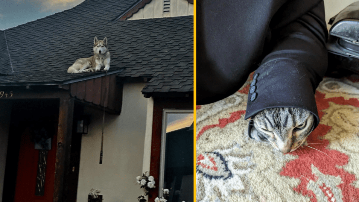 Pes na streche domu; mačka vo veste od saka na koberci vtipne pózuje.