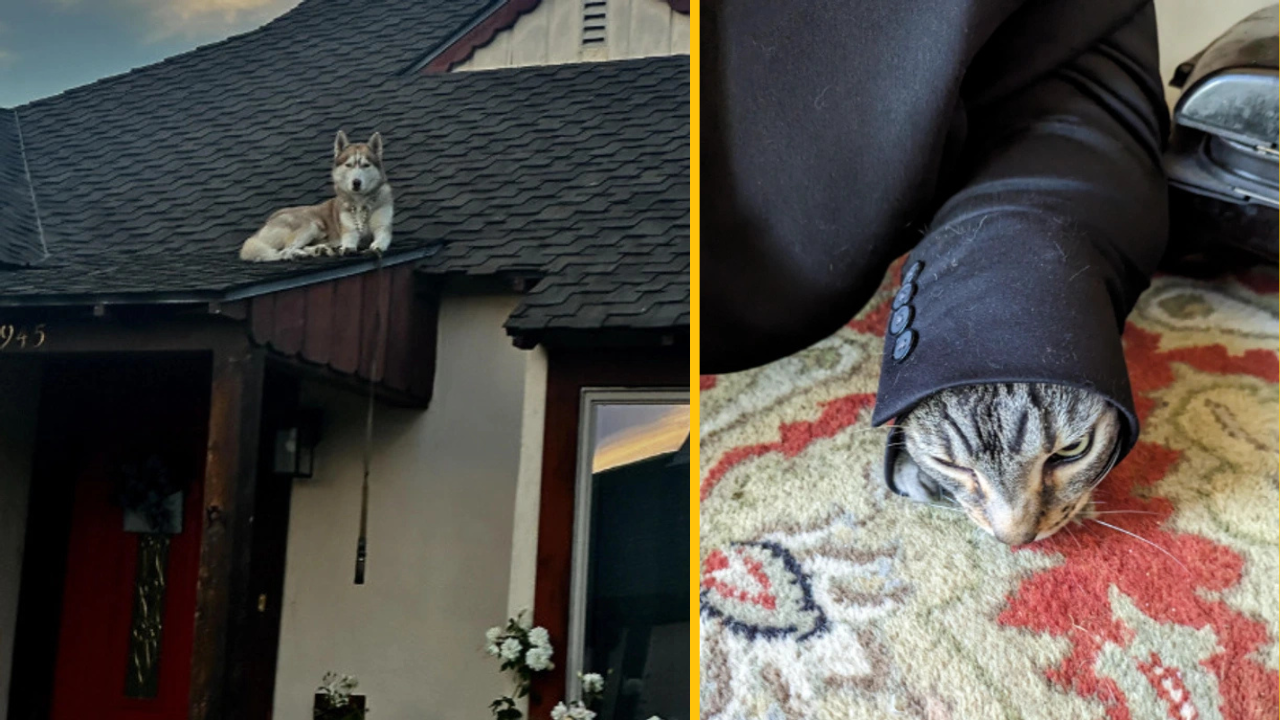 Pes na streche domu; mačka vo veste od saka na koberci vtipne pózuje.