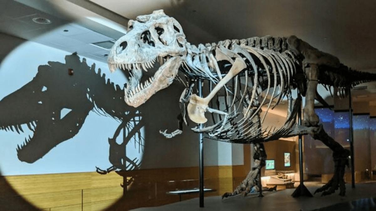 Kostra Tyrannosaura Rexa vystavená v múzeu, s tieňom na stene v pozadí.