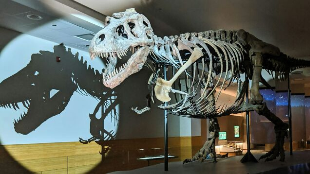 Kostra Tyrannosaura Rexa vystavená v múzeu, s tieňom na stene v pozadí.