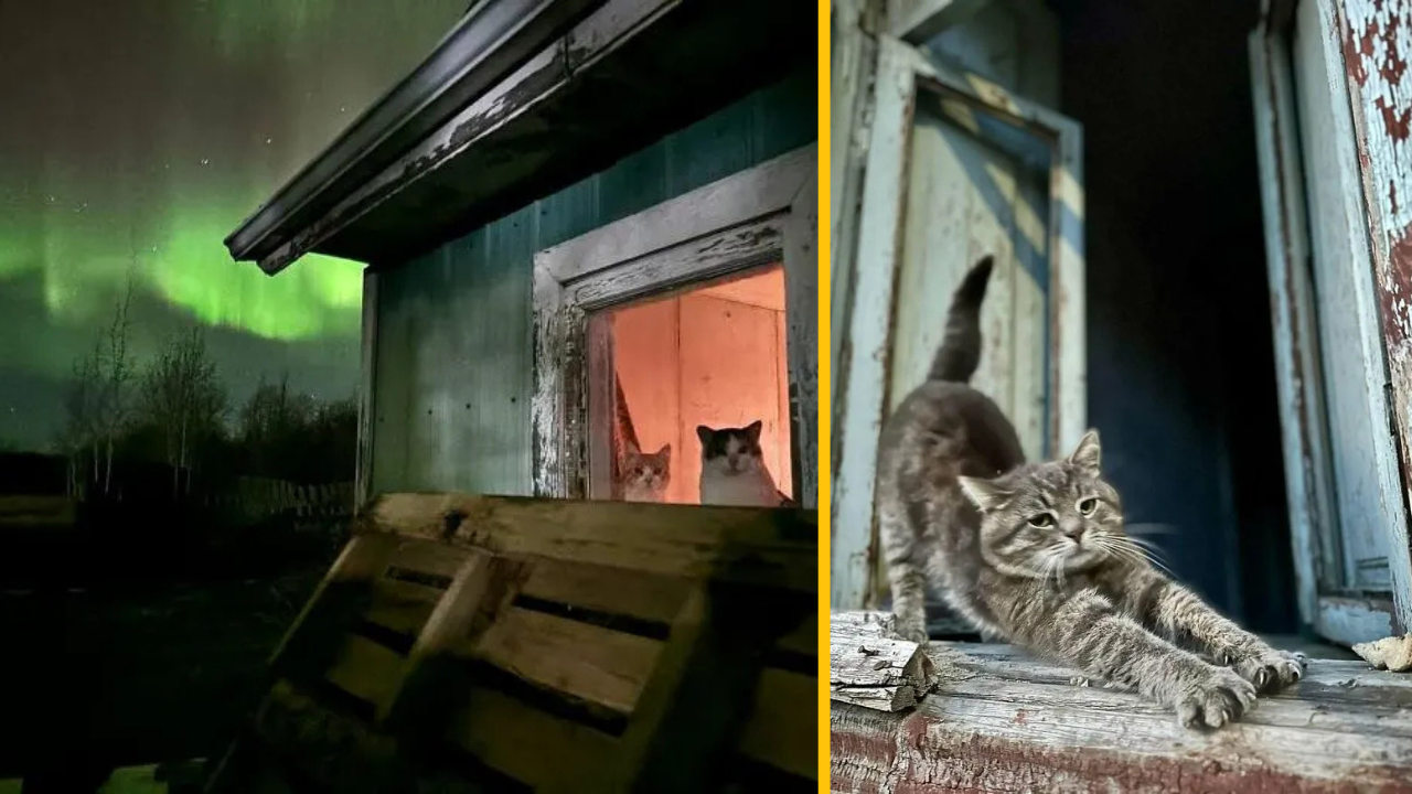 12-krát, kedy ľudia videli pri okne mačku a museli si ju odfotiť