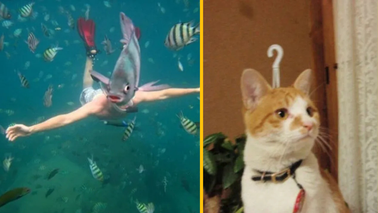 Potápač so smiešnou rybou na tvári a mačka s podivným závesným uškom.