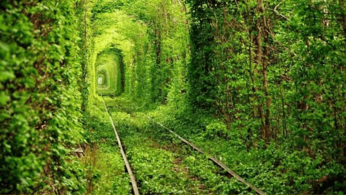 Zelený tunel lásky siahajúci cez lesné železnice, romantická príroda plná zelene.