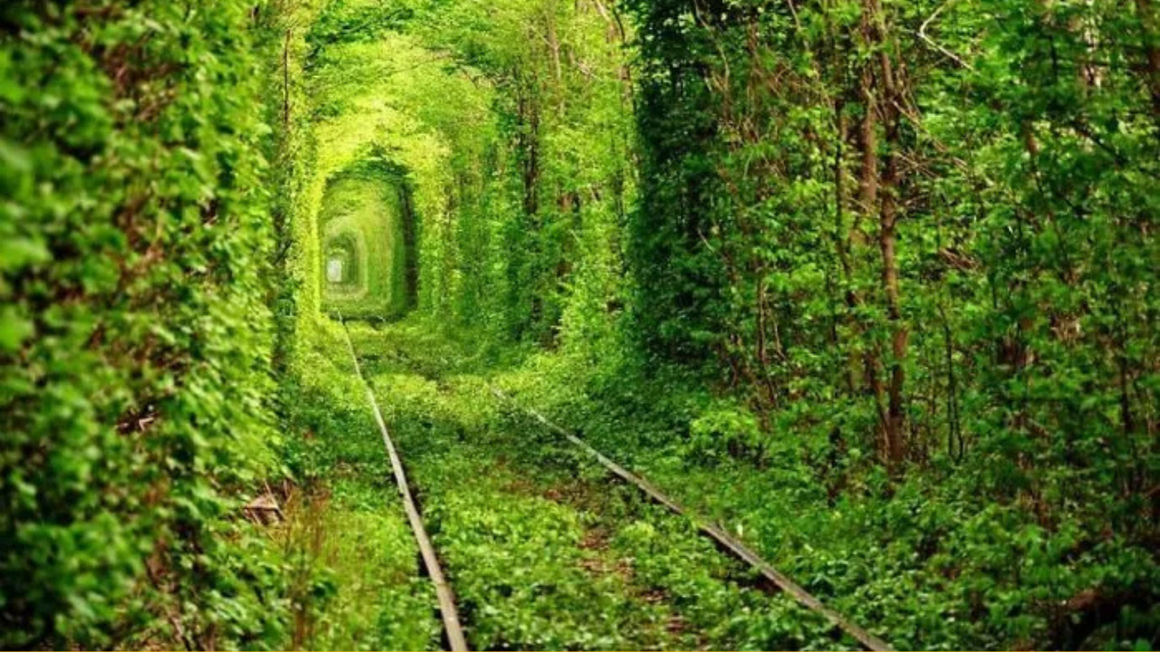 Zelený tunel lásky siahajúci cez lesné železnice, romantická príroda plná zelene.