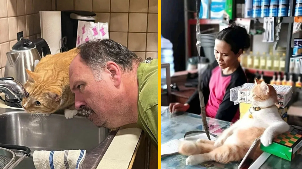 Muž a mačka spolu pri vodovodnom kohútiku, zatiaľ čo žena a mačka relaxujú na pulte v obchode.