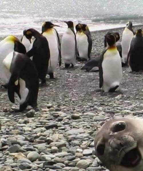 Skupina tučniakov pri mori na kamienkovej pláži, v popredí hlava tuleňa blízko k objektívu.