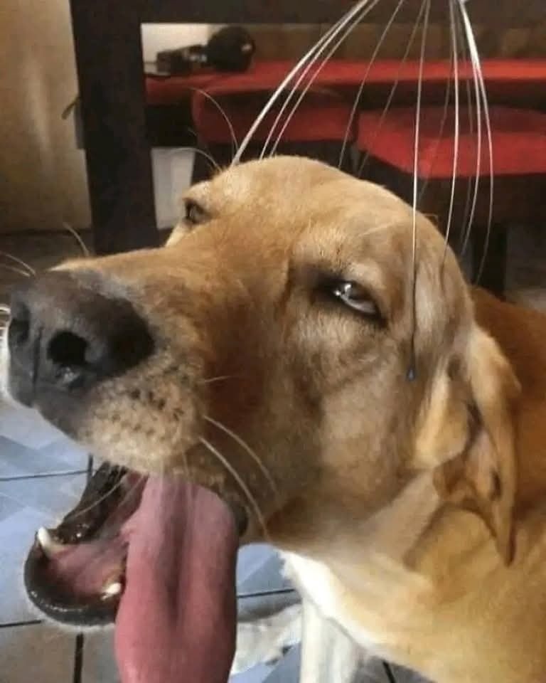 Pes relaxuje pri masáži hlavy, zívanie a užívanie si uvoľňujúceho momentu.