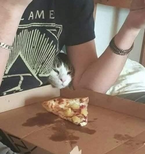 Mačka sleduje pizzu v krabici, zatiaľ čo sedí na lone svojho majiteľa.