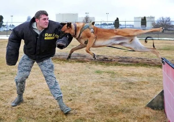 Pes trénuje s vojakom na cvičisku. Polícia a armáda využívajú psy na bezpečnostné účely.