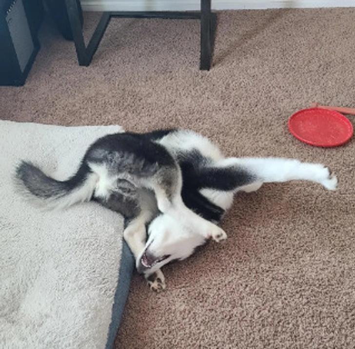 Pes husky leží na koberci v nepohodlnom postoji s vystretou labkou, vedľa červenej hračky.