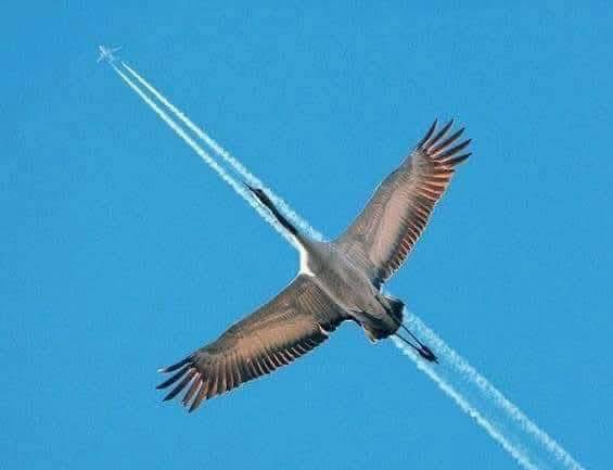 Lietajúci vták prekrýva kondenzačnú stopu na modrej oblohe, vytvárajúc zaujímavý vizuálny kontrast prírody a technológie.