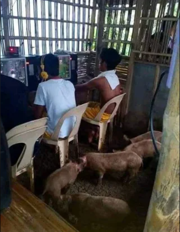 Mladí chlapci hrajú počítačové hry uprostred bambusovej chatky, okolo nich sa pohybujú prasiatka.