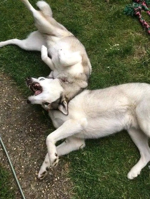 Dva hravé husky psi sa váľajú na tráve, zabávajú sa na slnku.