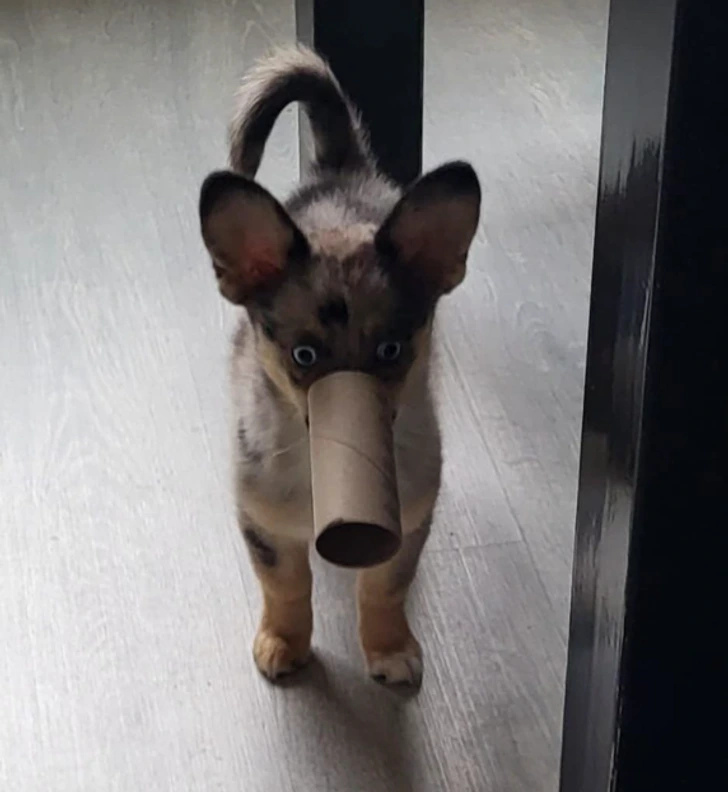 Šteniatko so smiešnym kartónovým rolkom na nose stojí na podlahe a má rozšírené oči.