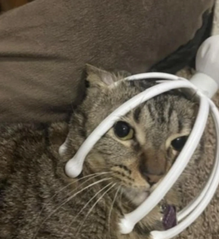 Mačka s masážnym prístrojom na hlave vyzerá prekvapene na gauči.