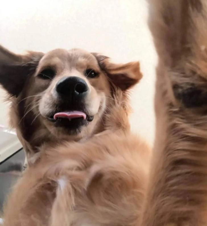 Zlatý retriever s vyplazeným jazykom a vztýčenou labou, pohľad zdola na hravého psa v pohybe.