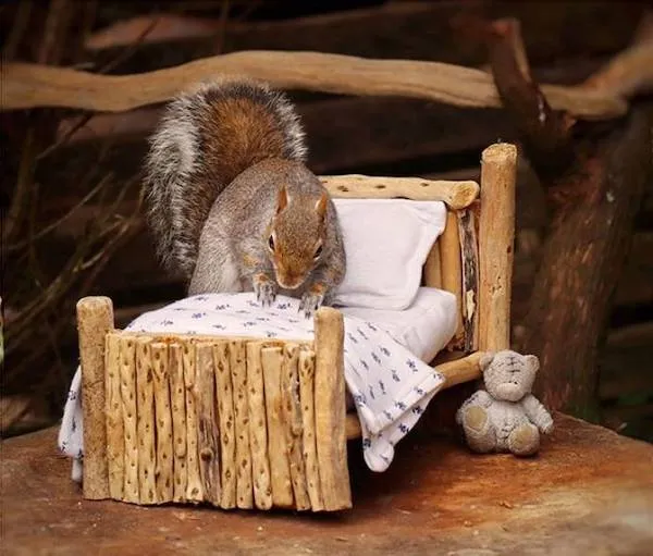 Veverička na ručne vyrobenej postieľke s dreveným rámom a malým plyšovým mackom vedľa nej.