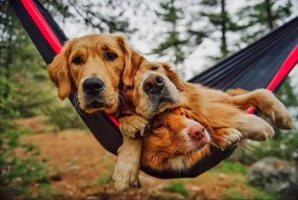 Tri psi ležia spolu v hamake v lese, oddychujú a užívajú si spoločnosť v prírode.