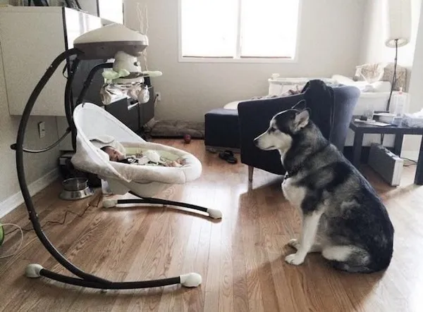 Pes stráži bábätko v hojdačke v obývačke.