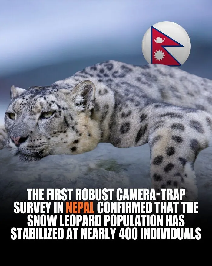 Snežný leopard v Nepále, stabilná populácia 400 jedincov podľa prieskumu s fotopascami.