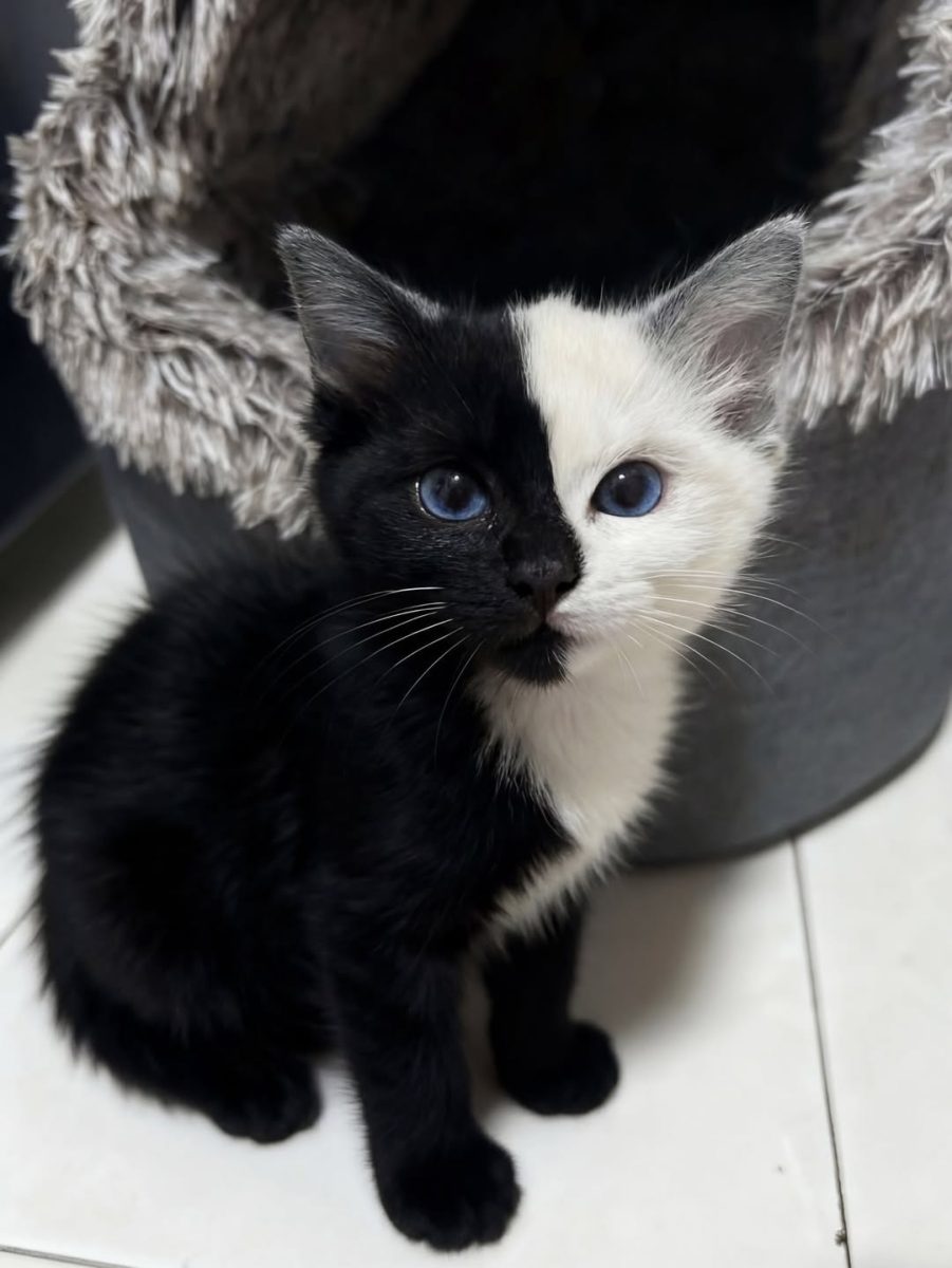 Roztomilé čierno-biele mačiatko s modrými očami pred pelieškom na podlahe.