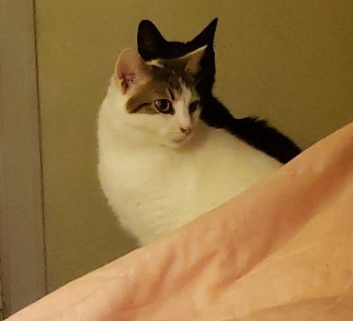 Dve mačky, jedna biela a jedna čierna, sediace za sebou, vytvárajú optickú ilúziu jedného zvieraťa na posteli.