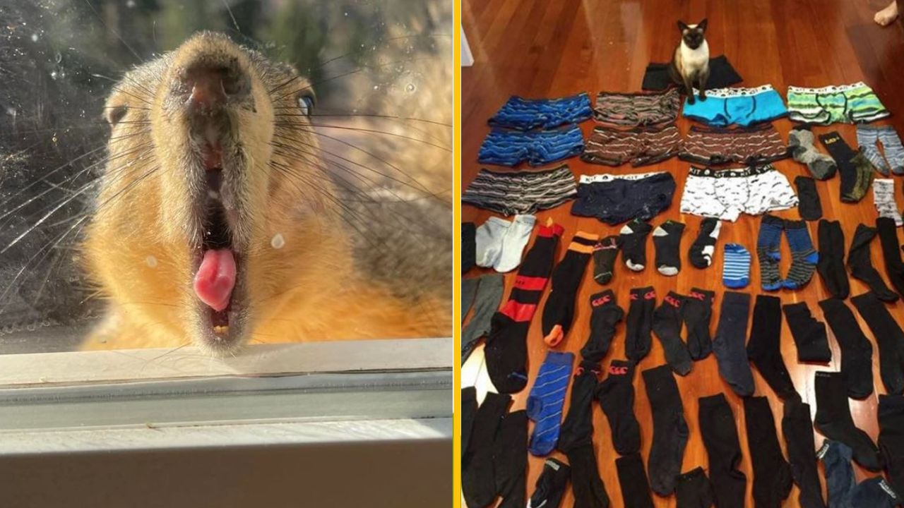 22 zvierat, ktoré sa rozhodli správať provokatívne